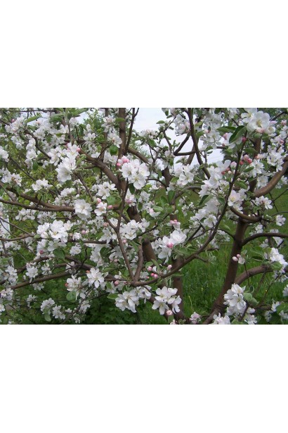 Malus domestica ‘Antonivka’